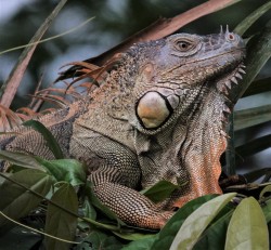This Iguana looked as it he belonged to the Age of the Dinosaurs