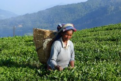 Tea pickers near Pelling, Sikkim