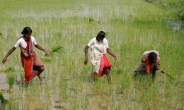 Ladies working in the rice paddy
