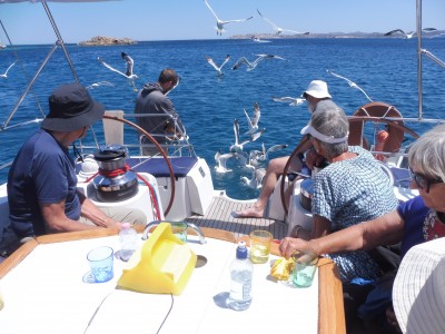 Seagulls eating our leftover lunch, Palau cruise, Sardinia.