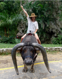 Ye Haa!  Riding  "Thomas" the water buffalo, Cuba