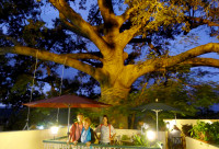 Dining beneath a huge Ceiba tree, Trinidad 