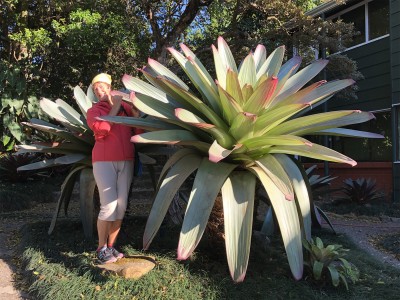 Wow, the Bromeliads were taller than me - Monteverde (Costa Rica)