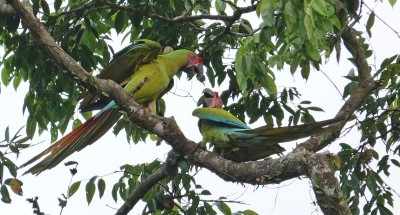 Green Macaws on an early morning boat excursion.