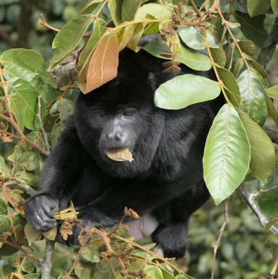 Howler Monkey eating the young leaves