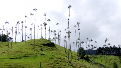 The Wax Palms in the Cocora  Valley,  the Coffee Triangle