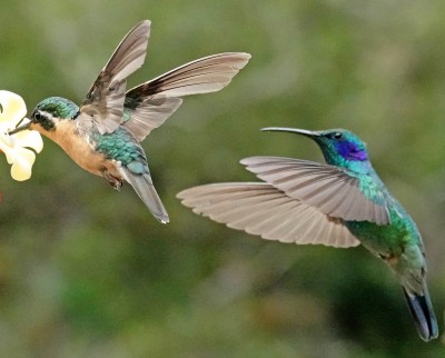 We had a ball photographing the hummingbirds in the garden of our Lodge.