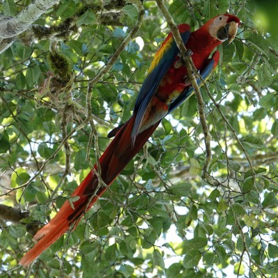 A beautiful Scarlet Macaw.