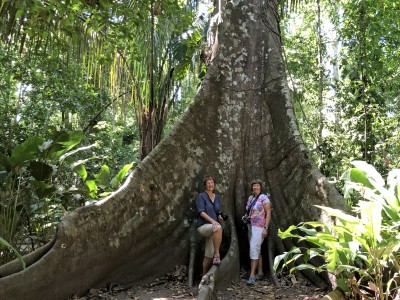 Standing between the massive buttress roots of a Ceiba tree.