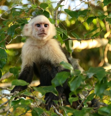 A serious looking Capuchin Monkey. What a face!