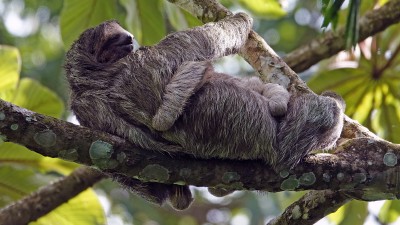 This female three-toed sloth was holding her baby.
