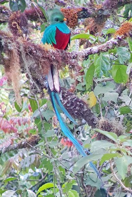 We saw it ! A male Quetzal - stunning!