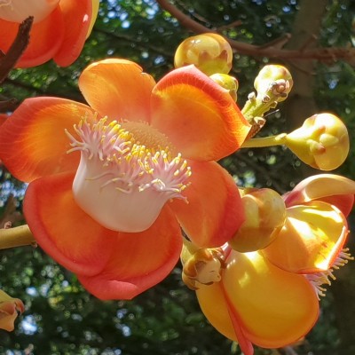 The flower of  the canonball tree - Medellin Botanic Gardens