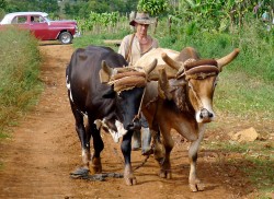 Old methods prevail in the countryside, Vinales (Cuba)
