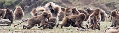 Gelada,or Bleeding Heart Monkeys are also endemic to Ethiopia