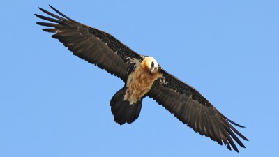 Lammergeier soaring on  the thermals,  Simien NP