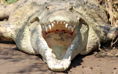 The lake shore is famous for its huge basking Crocodiles