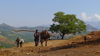 Villagers return from collecting wood