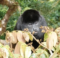  Howler Monkey eating the young leaves