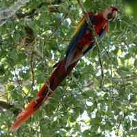 A Scarlet Macaw - Carara NP