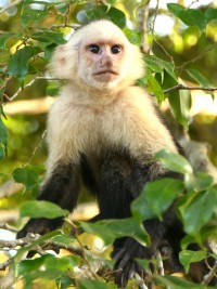 A cheeky Capuchin Monkey