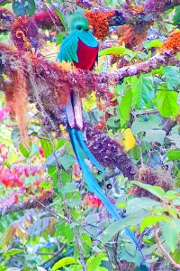 A colourful Quetzal
