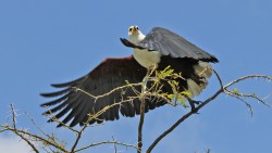 A Fish Eagle about to take flight, Lake Chamo