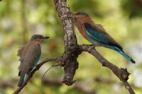 Two Indian Rollers