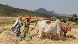 Traditional  farming methods prevail in much of Ethiopia
