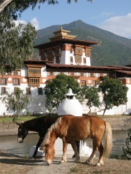 Horses grazing near Punakha, Dzong