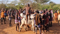  Hamer boys become men at their "jumping of the bulls" ceremony, Omo Valley