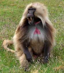 Gelada Monkeys are endemic to Ethiopia