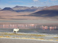 The flamingos and llamas took little notice as we drove by.