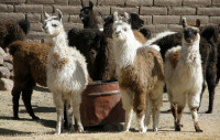 Llamas and Alpacas seem to thrive in this barren  environment.