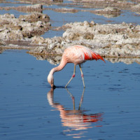 Flamingo catching his dinner.