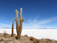  Huge cacti are found on Fish "Island" on the salt plain 