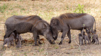 Warthog mums having a chat.