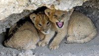 Very tiny lion cubs, hiding in their lair. 