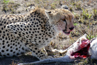 Cheetah's breakfast time