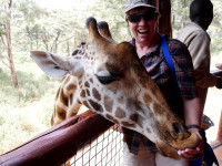 Feeding the giraffes at the "Giraffe Centre" 
