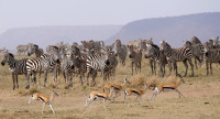  Herds waiting their turn to drink - Central Serengeti