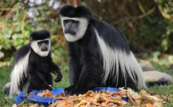 Black and White Colobus monkeys at Elsamere Lodge