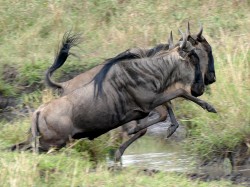 Wildebeest jumping a stream