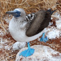 A Blue-footed Boobie, Galapagos