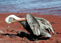 Pelican preening himself, Rabida Island,  Galapagos