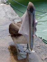 This greedy Pelican couldn't fit his meal into his bill 