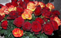 Roses are an important Ecuadorian export