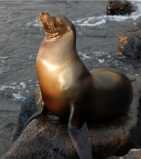 Sea Lions and Galapagos fur seals abound on the islands.