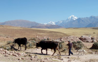 Traditional farming methods still prevail, the Sacred Valley,  