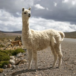 Llamas and alpacas are a common sight,  Peru.